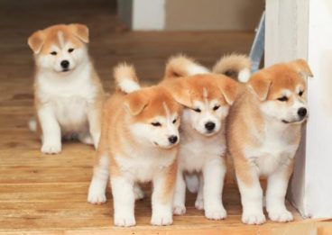 Las más famosas razas de perros japoneses