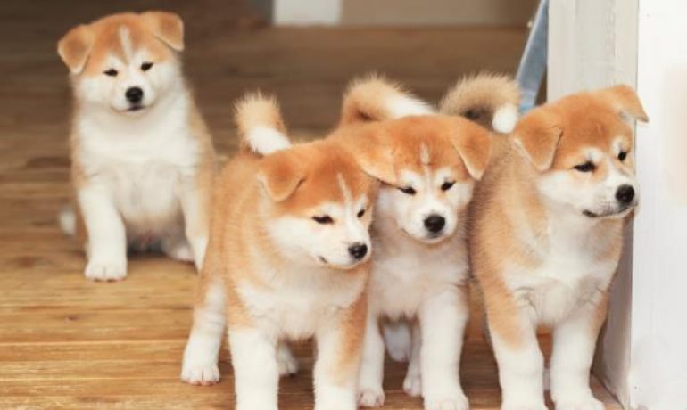 Las más famosas razas de perros japoneses
