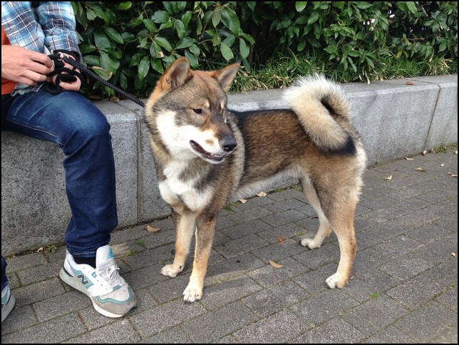 Las más famosas razas de perros japoneses Shikoku inu