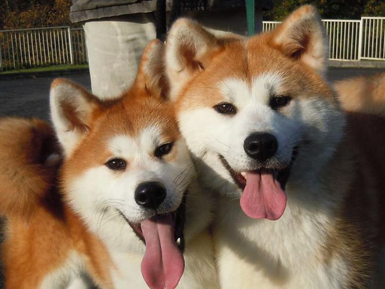 Las razas de perros más tranquilos akita inu