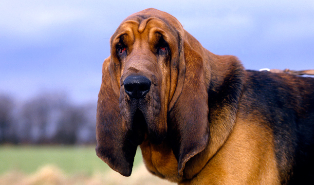 Las razas de perros más tranquilos bloodhound