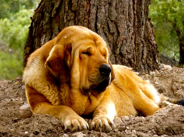 Las razas de perros más tranquilos mastin español