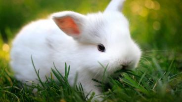 Mi conejo pierde mucho pelo