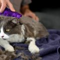 Por qué debes cepillar el pelo del gato en verano