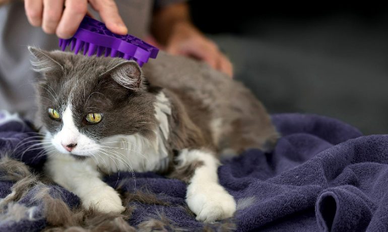 Por qué debes cepillar el pelo del gato en verano