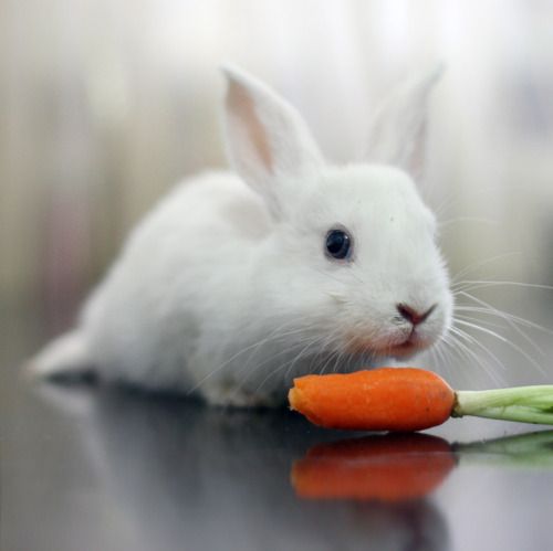 Que Come Un Conejo Te Lo Contamos Todo De La Alimentacion Del Conejo