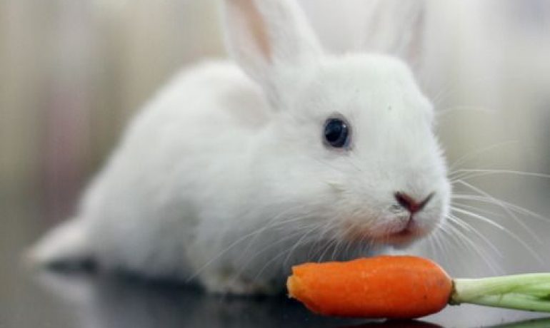 Qué come un conejo