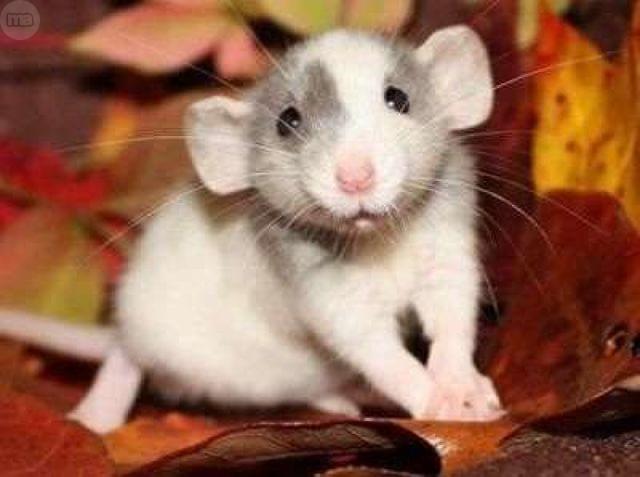 Qué debe comer una rata doméstica