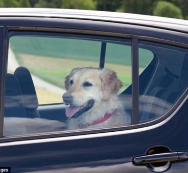 Romper la ventanilla de un coche para salvar a un perro