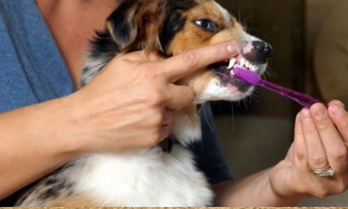 Se puede prevenir la gingivitis en perros