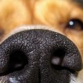 Secreción nasal en los perros