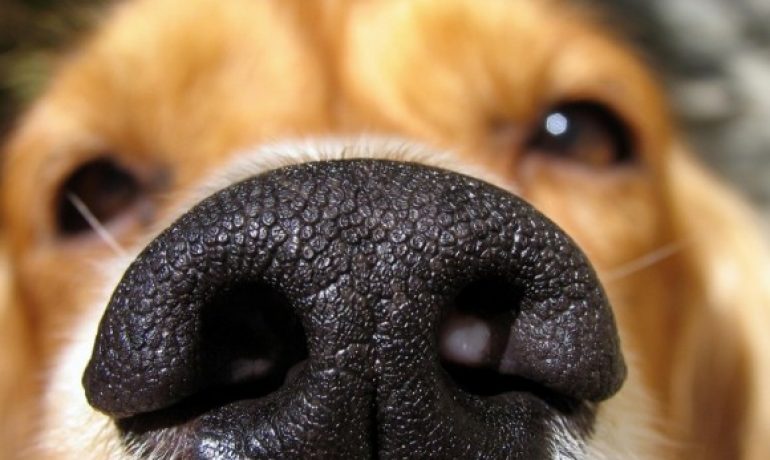Secreción nasal en los perros