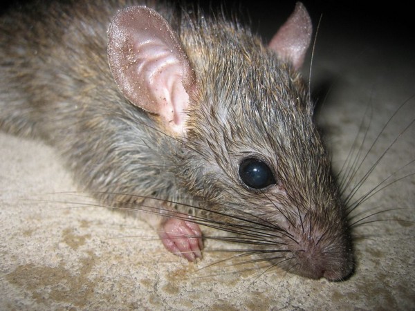 Socialización y apareamiento de las ratas