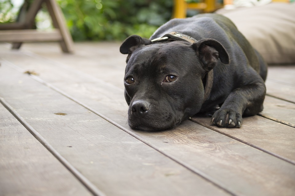 Síntomas de la artrosis en perros