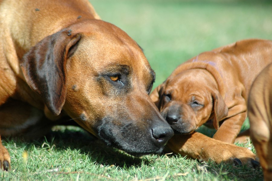 Síntomas del parvovirus en perros