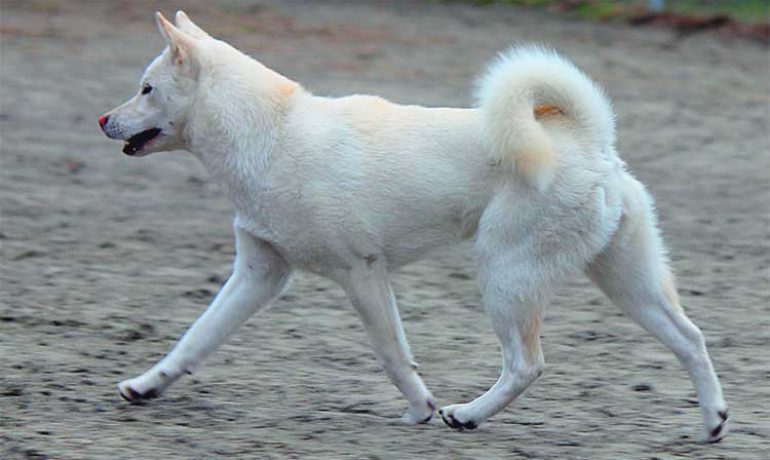 Todo sobre la raza de perro japonesa kishu inu