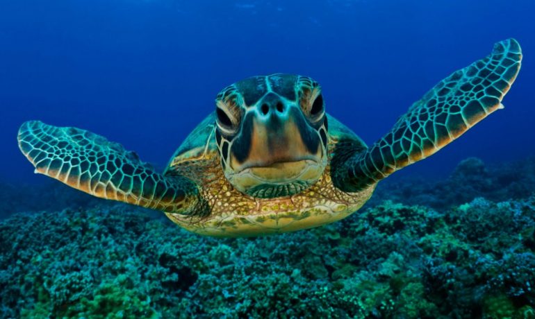 Todo sobre las tortugas acuáticas como mascotas