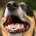 Tratamiento de la gingivitis en perros