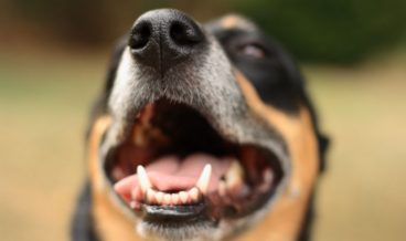 Tratamiento de la gingivitis en perros