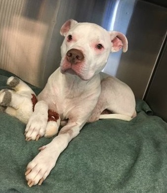 pitbull adoptado por su veterinaria