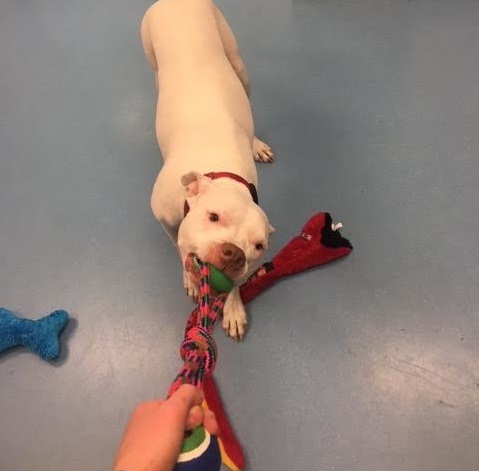 Un pitbull que sufrió un grave accidente es adoptado por su veterinaria