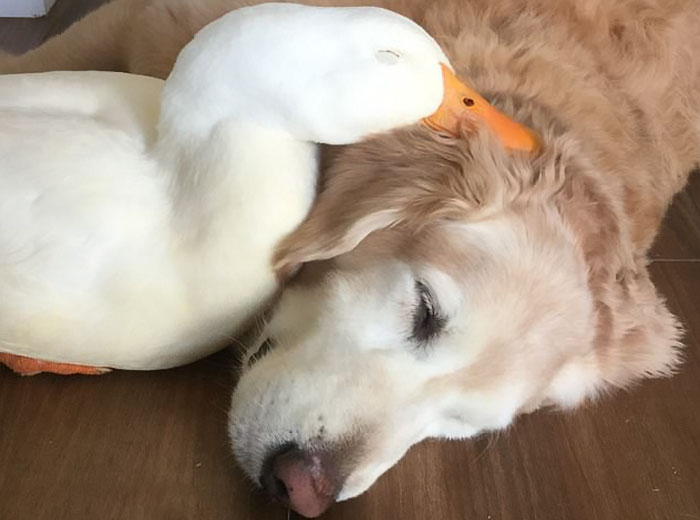 amistad entre un perro y un pato