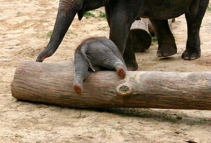 bebe elefante se cae