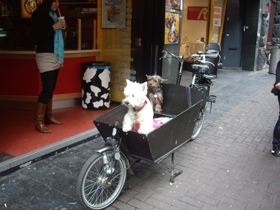 ciudades más dogfriendly del mundo Amsterdam