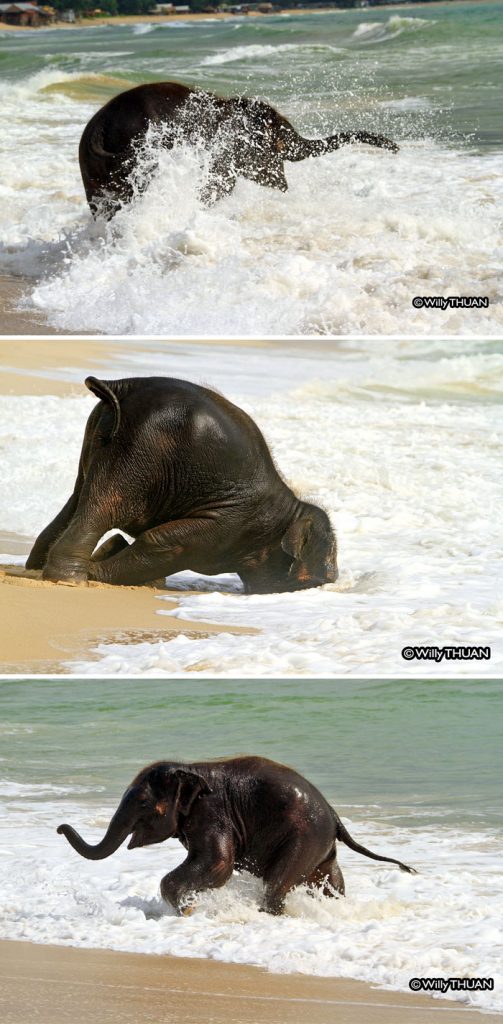 elefante jugando en el agua