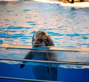 francia prohibe delfin y orcas en cautiverio
