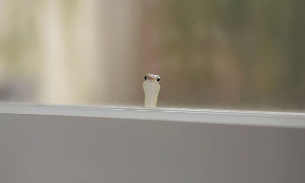 lagarto asomado a la ventana