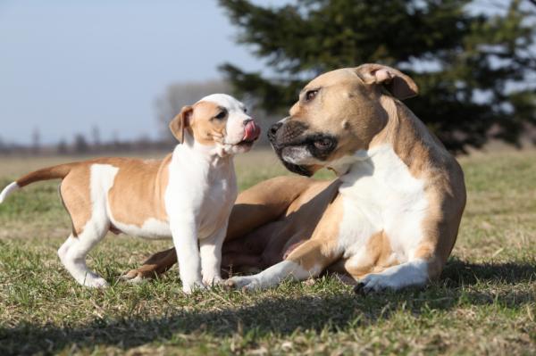 mejores razas de perros guardianes american staffordshire terrier