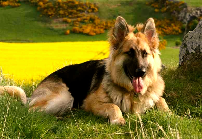 mejores razas de perros guardianes pastor alemán