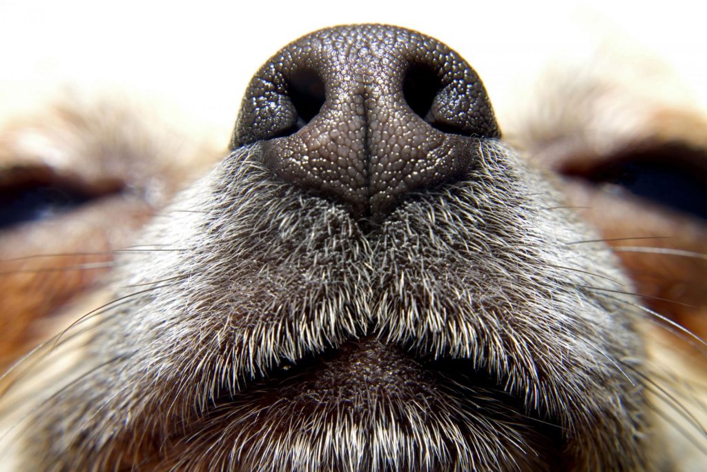 síntomas y tratamiento de la secreción nasal en los perros