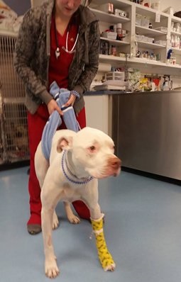 Un pitbull que sufrió un grave accidente es adoptado por su veterinaria