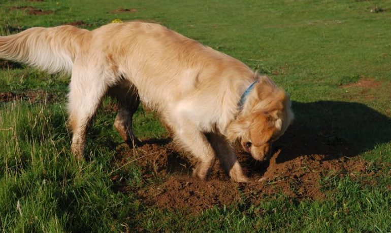 un perro entierra a su amigo perruno