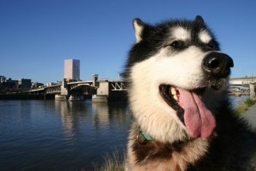 10 ideas para hacer una ciudad más pet friendly
