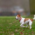 10 Consejos que debes saber antes de ir al parque para perros