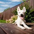 10 razones para adoptar un perro callejero