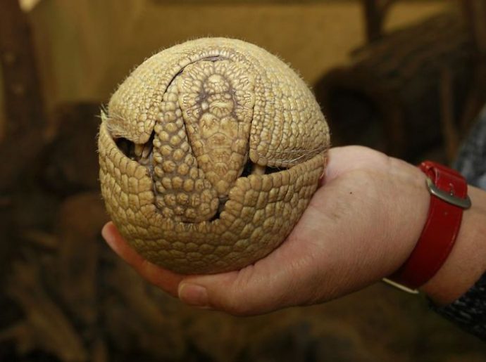 20 animales que son tan redondos que parecen pelotas
