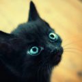 8 Cosas de los gatos negros que NUNCA te habían contado