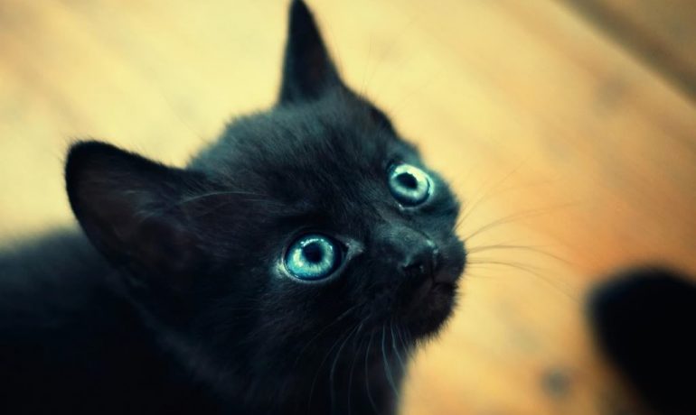 8 Cosas de los gatos negros que NUNCA te habían contado