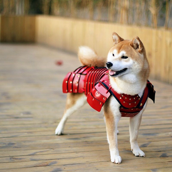 Armaduras de samurái para perros y gatos japoneses