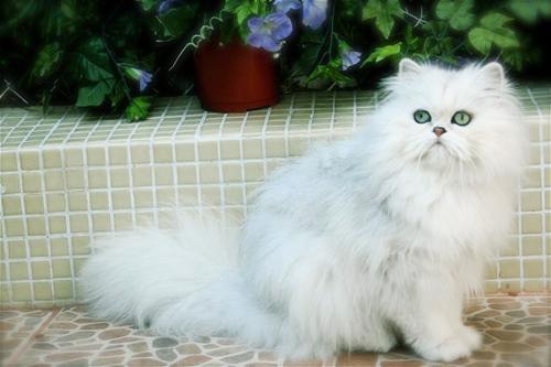 Características del gato persa chinchilla