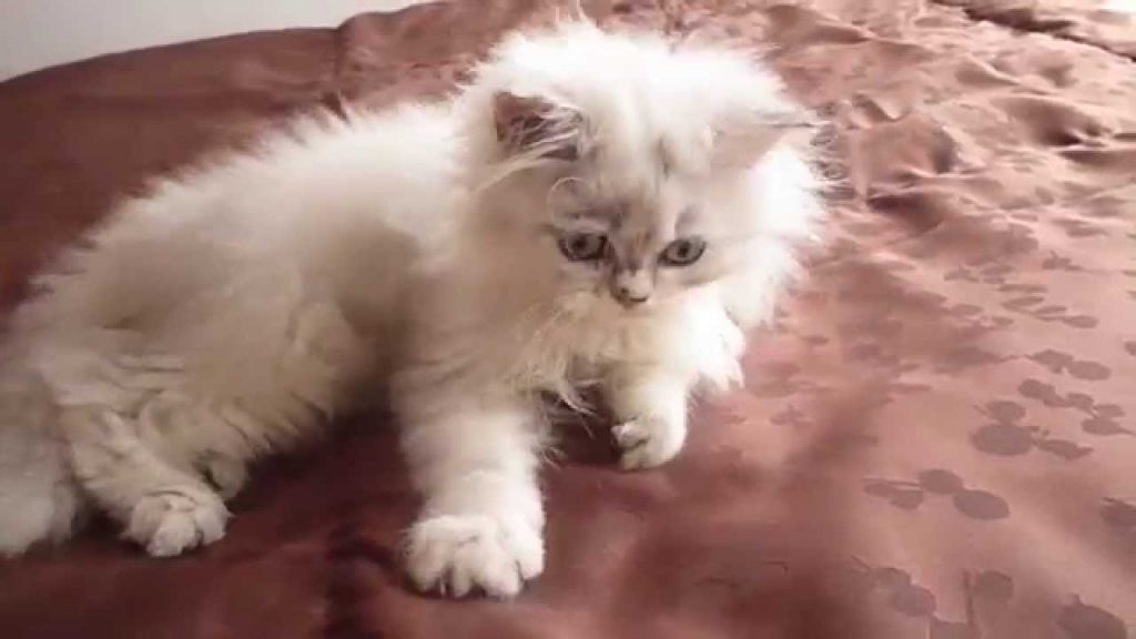 Carácter del gato persa chinchilla
