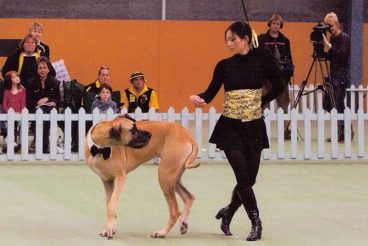 Claves del dog dancing o freestyle canino