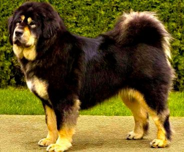 Conoce la majestuosa raza de perro dogo del Tíbet