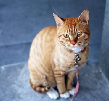 Consejos clave para adoptar un gato callejero