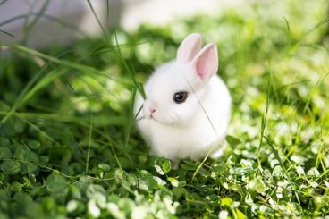 Consejos para adoptar un conejo