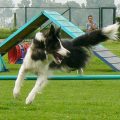 Consejos para iniciarse en agility canino